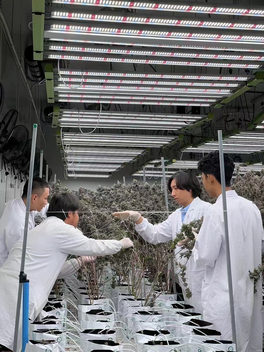 Thailand Cultivation Project